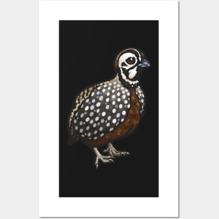 Montezuma Quail Posters and Art